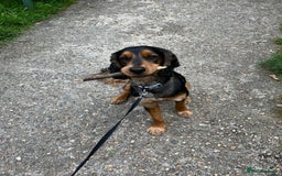 Cocker Spaniel dogs for sale: Rocky - 4.5 year old cocker spaniel - Image 21