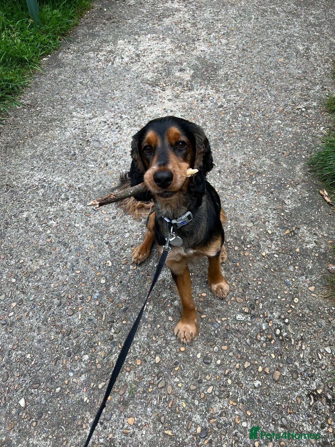 Cocker Spaniel dogs for sale: Rocky - 4.5 year old cocker spaniel - Image 21