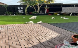 Bichon Frise dogs for sale: Bichon frise 10 week old - Advert 6