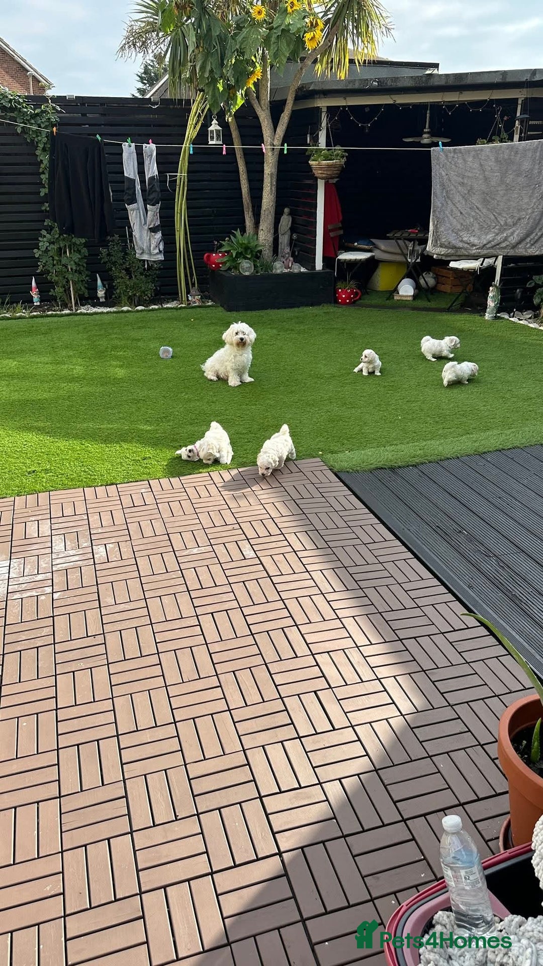 Bichon Frise dogs for sale: Bichon frise 10 week old - Advert 6