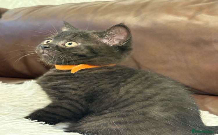 British Shorthair cats - Advert 2