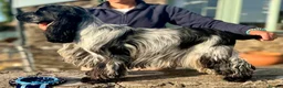 Cocker Spaniel dogs for stud: Stunning KC Show cocker for stud - Advert 2