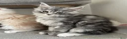 Maine Coon cats for sale: Stunning litter of Maine coon babies!  - Advert 9