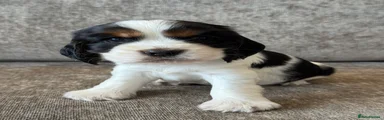 Cocker Spaniel 5