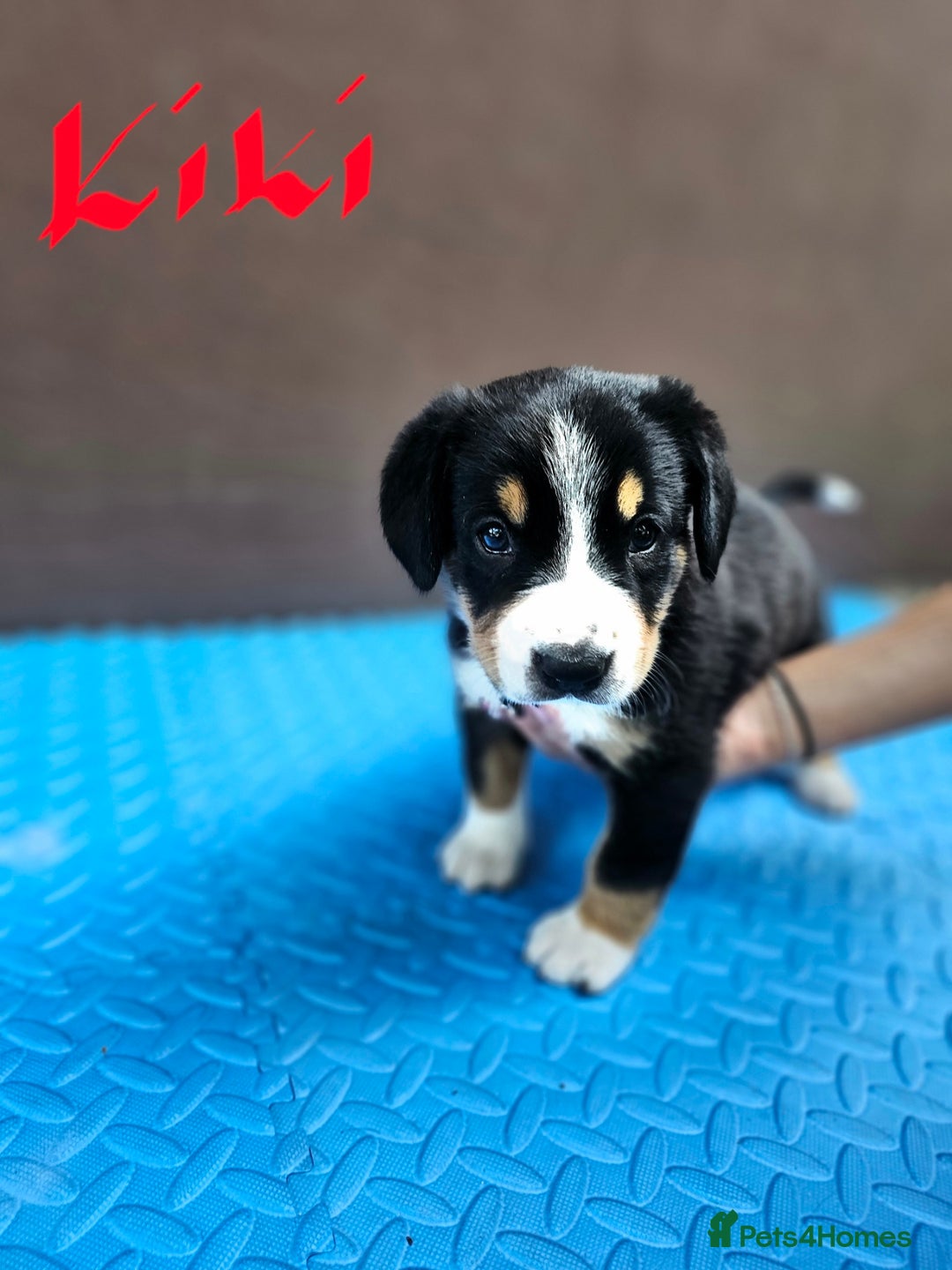 Entlebucher Mountain Dog dogs for sale: Entlebucher Mountain Dog - Image 7