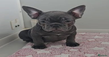 French Bulldog dogs - Advert 14