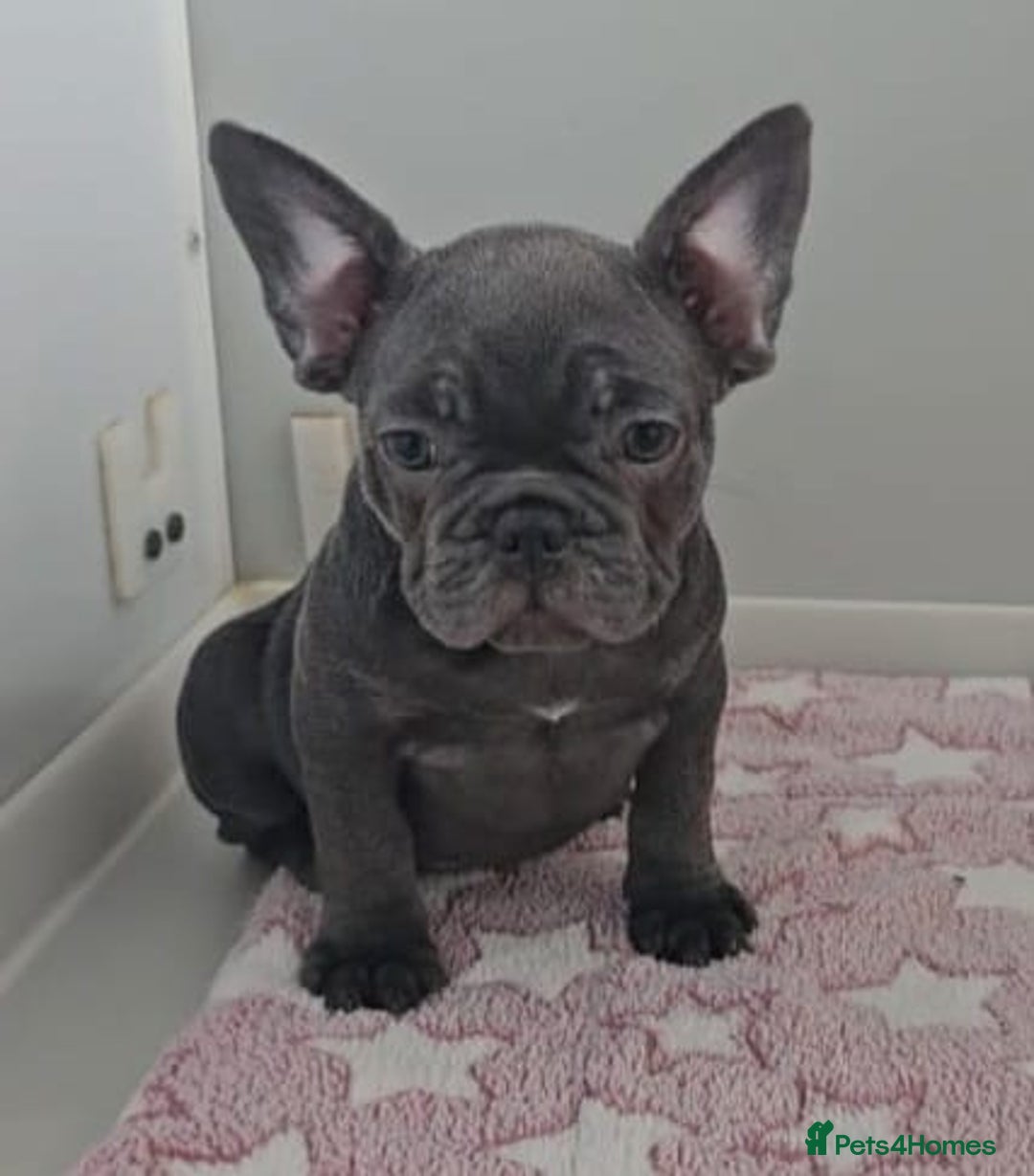 French Bulldog dogs for sale: Beautiful pet priced french bulldogs - Image 2