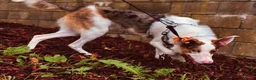 Border Collie dogs for sale: Handsome rex - Advert 4