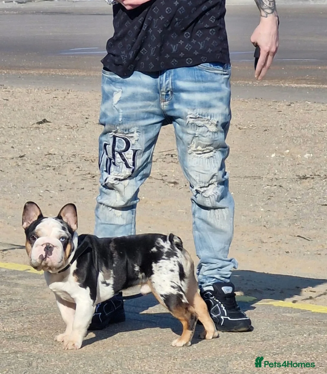 French Bulldog dogs for stud: Panda harlequin Husky koi Proven stud 🧬🔥 - Advert 9