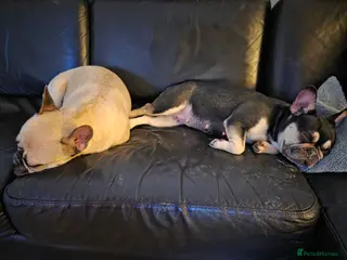 French Bulldog dogs 2 french bulldogs - Advert 1