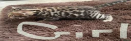 Bengal cats for sale: Tica registered bengals  in Chatham - Advert 4