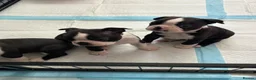Boston Terrier dogs for sale: Boston Terrier 💙💙💙💙 puppy boy  - Advert 7