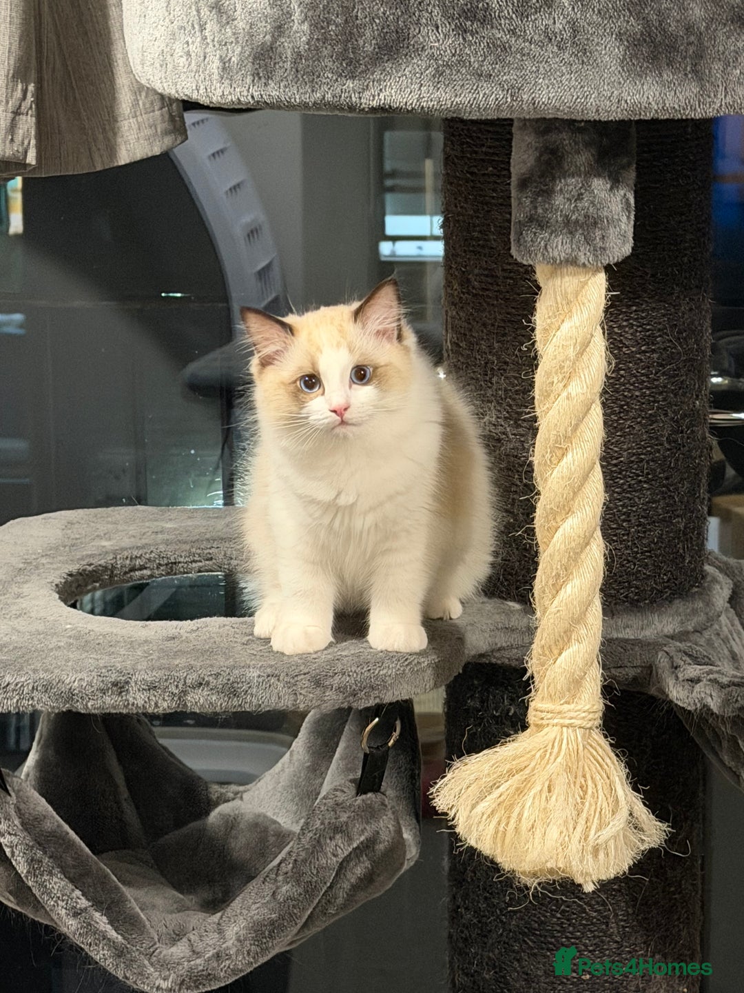 Ragdoll cats for sale: Handsome GCCF Registered Ragdoll Boys 😻 - Advert 6