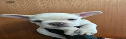 French Bulldog dogs for sale: Pedigree french bulldogs - Advert 7