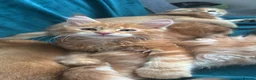 Maine Coon cats for sale: Pure breed XXL Maine Coon kittens  - Advert 11