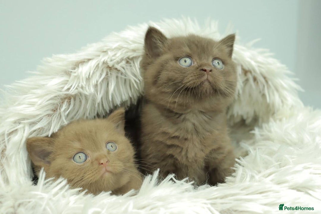 British Shorthair cats for sale: Stunning BHS Champions blood lines kittens  - Advert 9