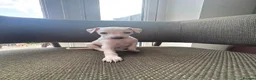 Italian Greyhound dogs for sale: Italian Greyhound & one quarter Whippet puppies  - Advert 16