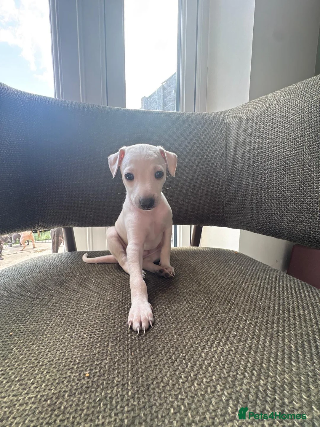 Italian Greyhound dogs for sale: Italian Greyhound & one quarter Whippet puppies  - Advert 16