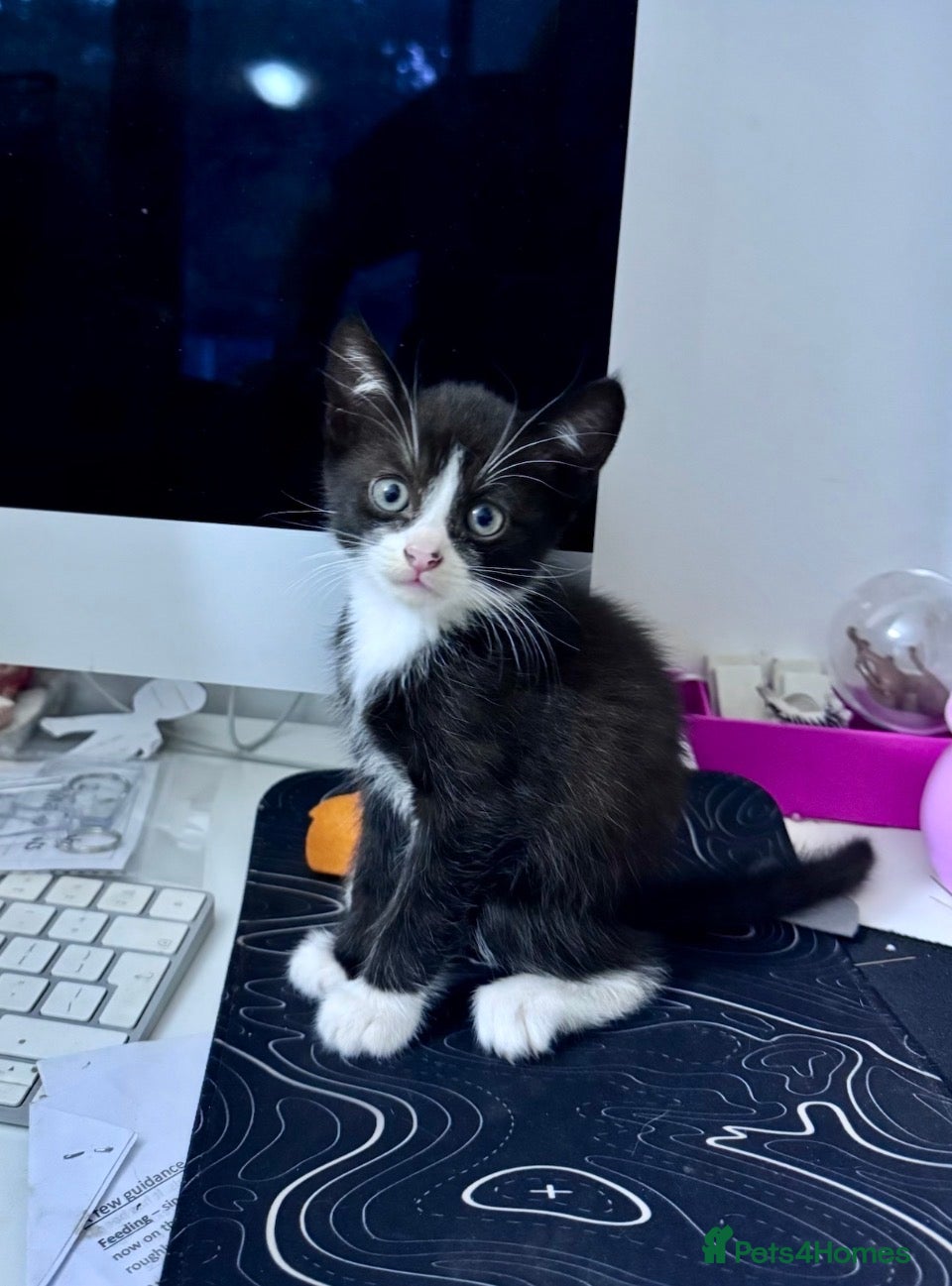 Mixed Breed cats Last kitten ready to go  - Advert 1
