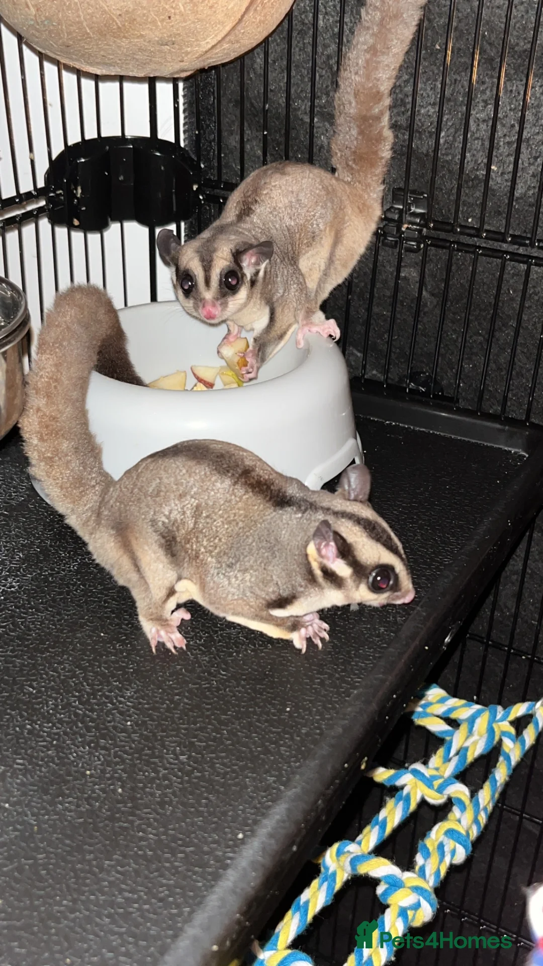Sugar Glider rodents for sale: 2 female sugar glders in South Ockendon - Advert 2
