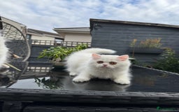 Persian cats for sale: 2 white Gorgeous Persian Boys - Image 16