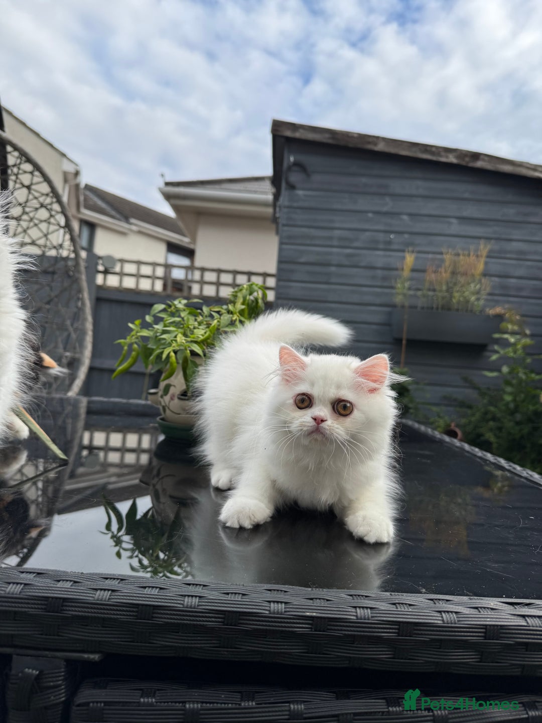 Persian cats for sale: 2 white Gorgeous Persian Boys - Image 16