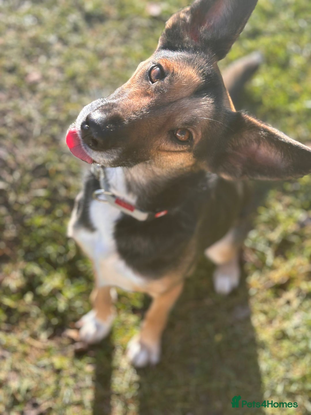 German Shepherd dogs for adoption: LEAH – Female German Shepherd - Advert 1