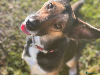 German Shepherd dogs LEAH – Female German Shepherd - Advert 4