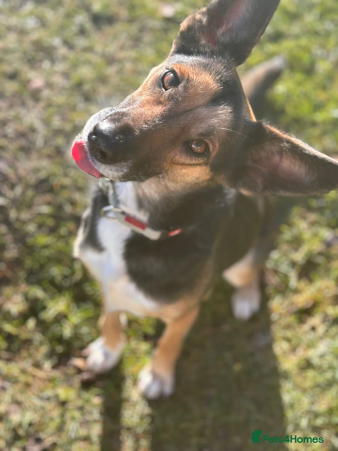 German Shepherd dogs for adoption: LEAH – Female German Shepherd - Advert 1