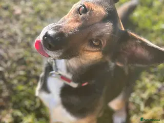 German Shepherd dogs LEAH – Female German Shepherd - Advert 4