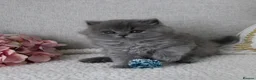 British Shorthair cats for sale: BRITISH SHORTHAIR &LONGHAIR - Full Pedigree - Advert 16