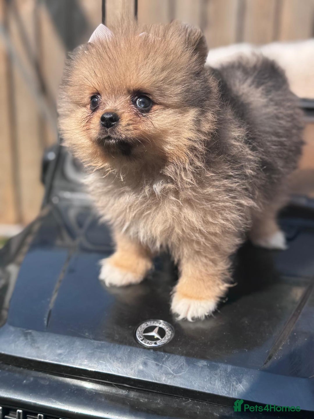 Pomeranian dogs for sale: Tea cup Pomeranians  - Image 14