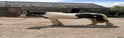 Irish Cob horses for sale: Gracie in Sheffield - Advert 2