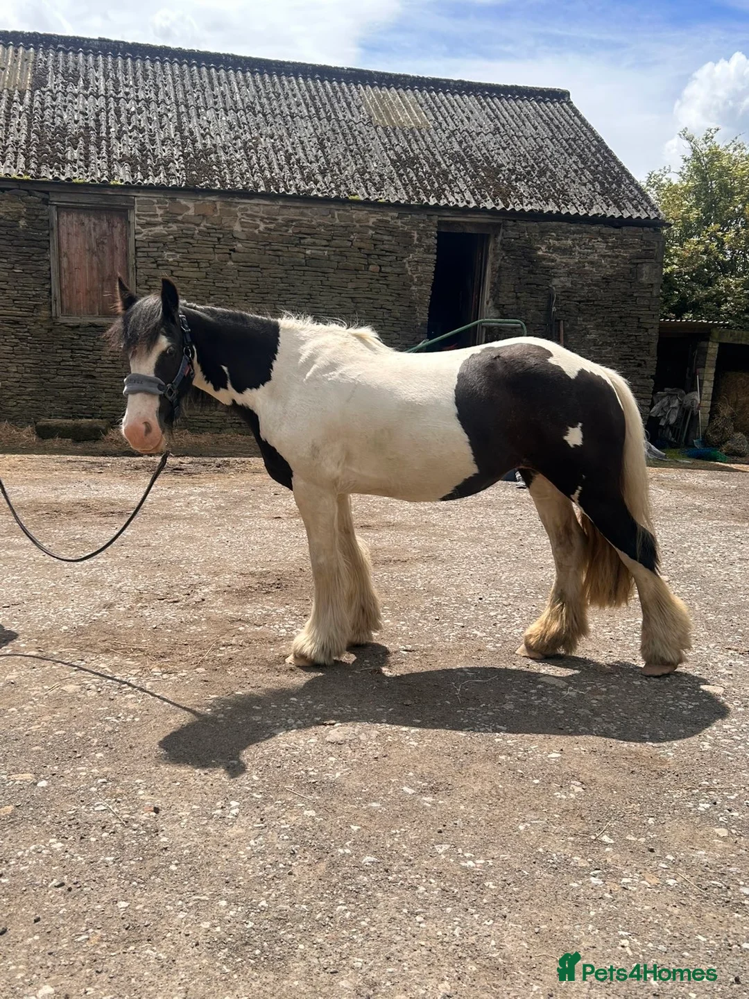 Irish Cob horses for sale: Gracie in Sheffield - Advert 2