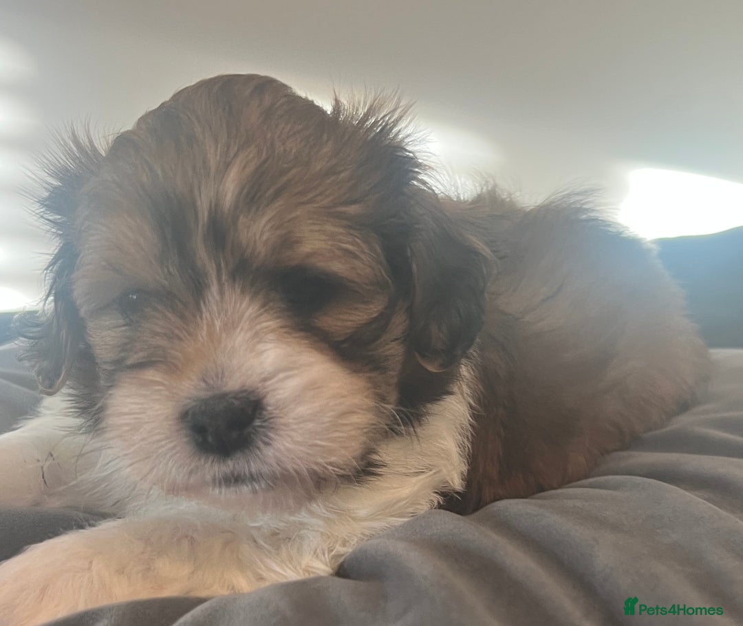 Mixed Breed dogs for sale: Beautiful Lhasa Apso X Bichon Frise puppies. - Image 7