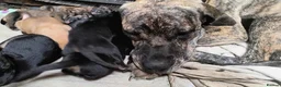 Mixed Breed dogs for sale: Beautiful Pups in Need of Loving and Natural Homes - Advert 8