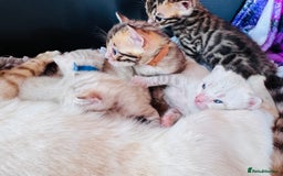 Bengal cats for sale: TICA Reg Bengal Kittens - Browns, Lynx & Mink - Image 12