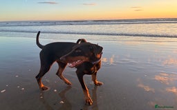 Dobermann dogs for sale: Doberman - Image 12