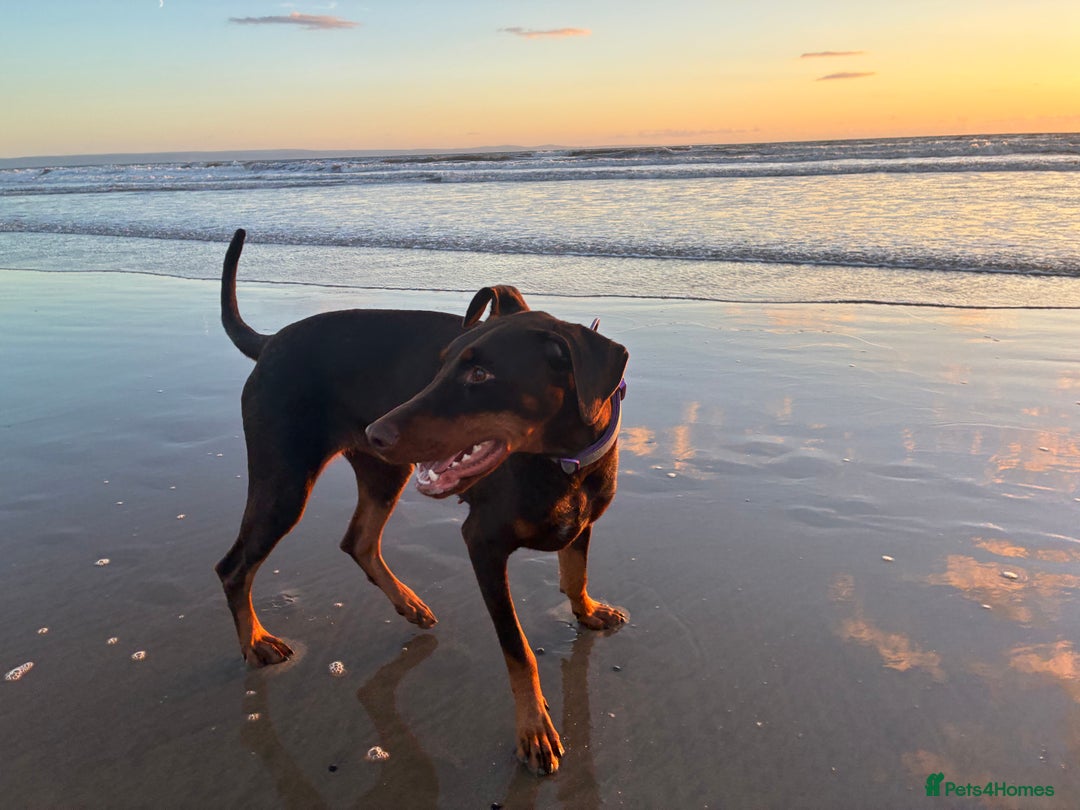 Dobermann dogs for sale: Doberman - Image 12