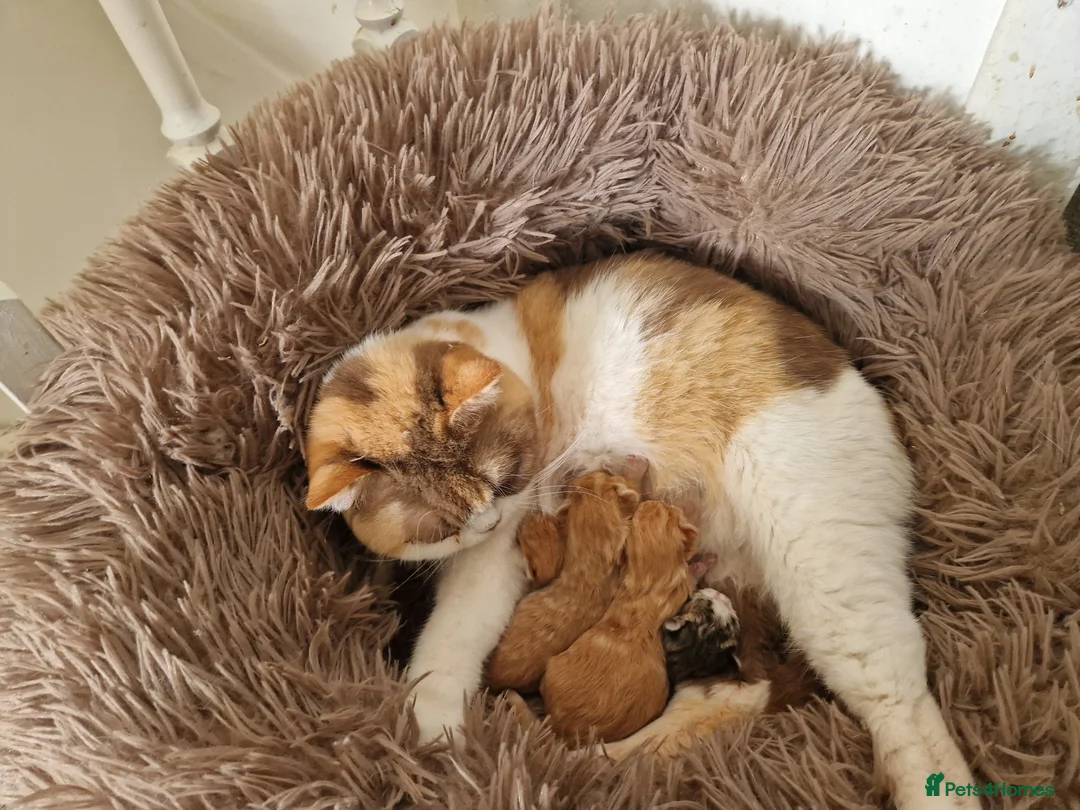 Mixed Breed cats for sale: 2 kittens half British shorthair - Advert 2