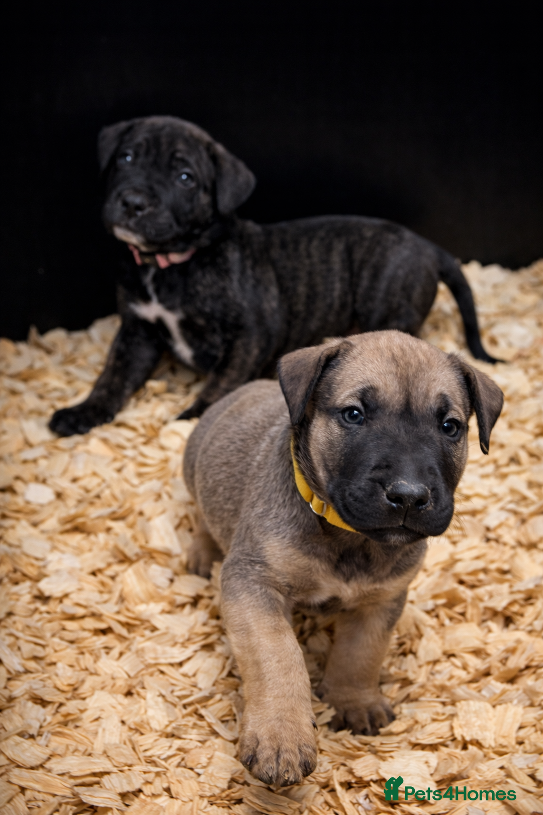 Presa Canario dogs for sale: Working Line Presa Canario Puppies - Advert 5