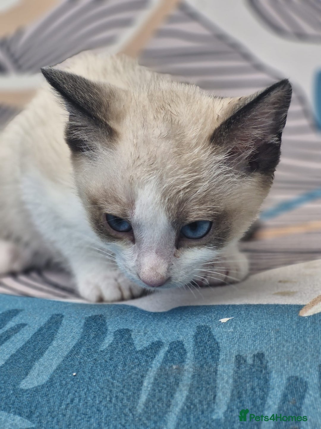 Snowshoe cats for sale: Pedigree snowshoes ready now - Image 11