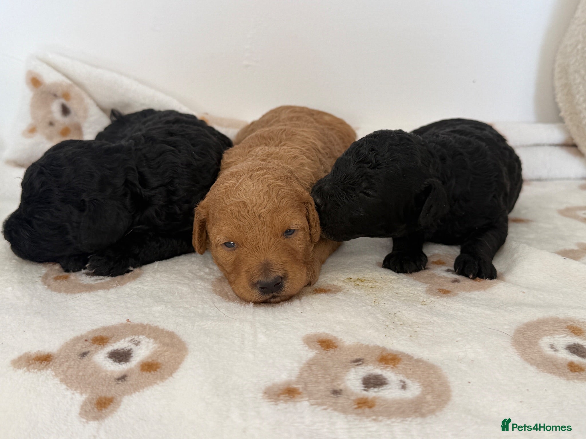 Miniature Poodle dogs ❤️‍🔥Stunning Kc miniature poodle❤️‍🔥 - Advert 2