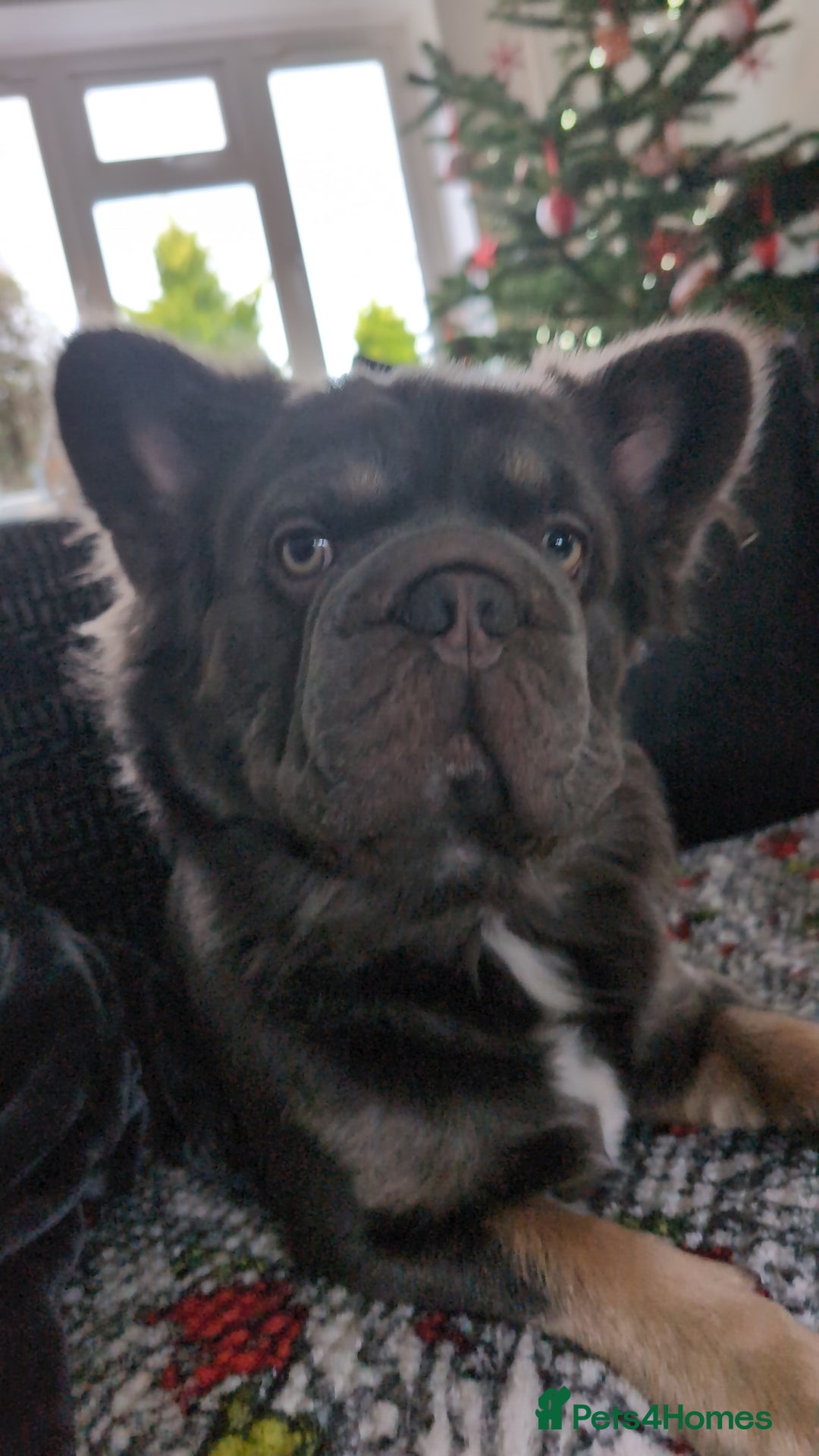 French Bulldog dogs for stud: Fluffy  **  frenchie available for stud - Advert 1