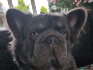 French Bulldog dogs Fluffy ** frenchie available for stud - Advert 3