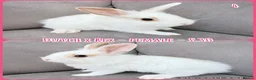 Mixed Breed rabbits for sale: Dutch x Rex Baby Rabbits - Advert 23