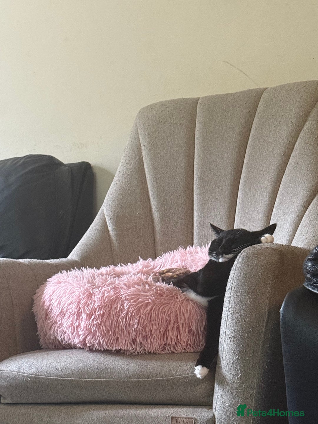 Mixed Breed cats for sale: CAT FOR REHOMING IN DERBY - Advert 2