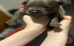 Staffordshire Bull Terrier dogs for sale: Paws Above The Rest  - Image 10