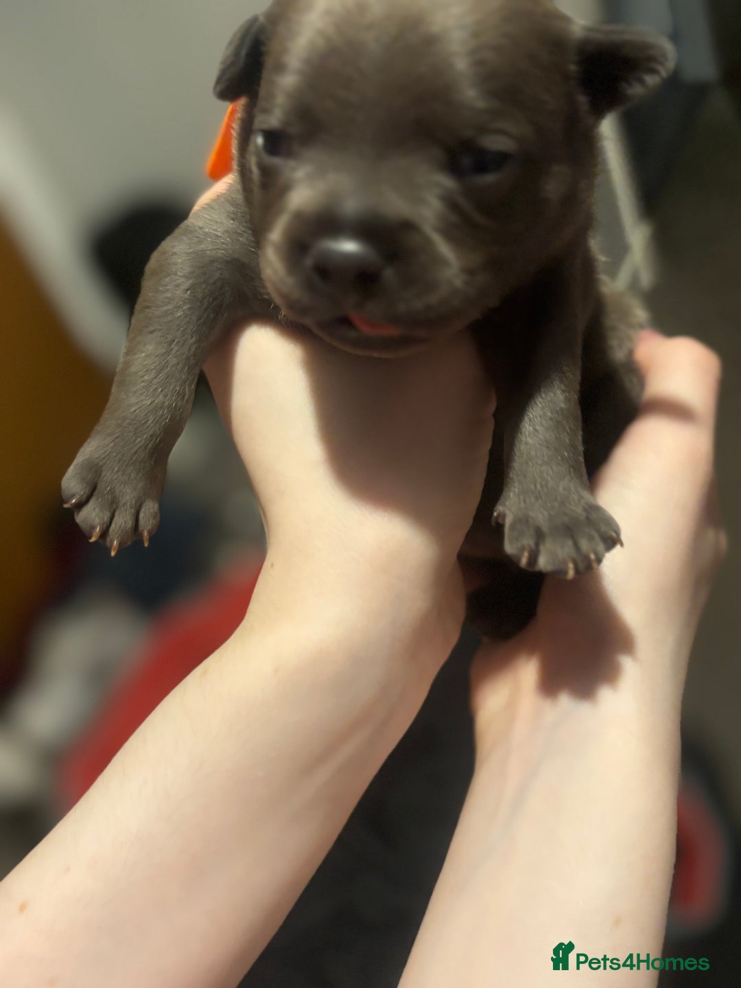 Staffordshire Bull Terrier dogs for sale: Paws Above The Rest  - Image 10