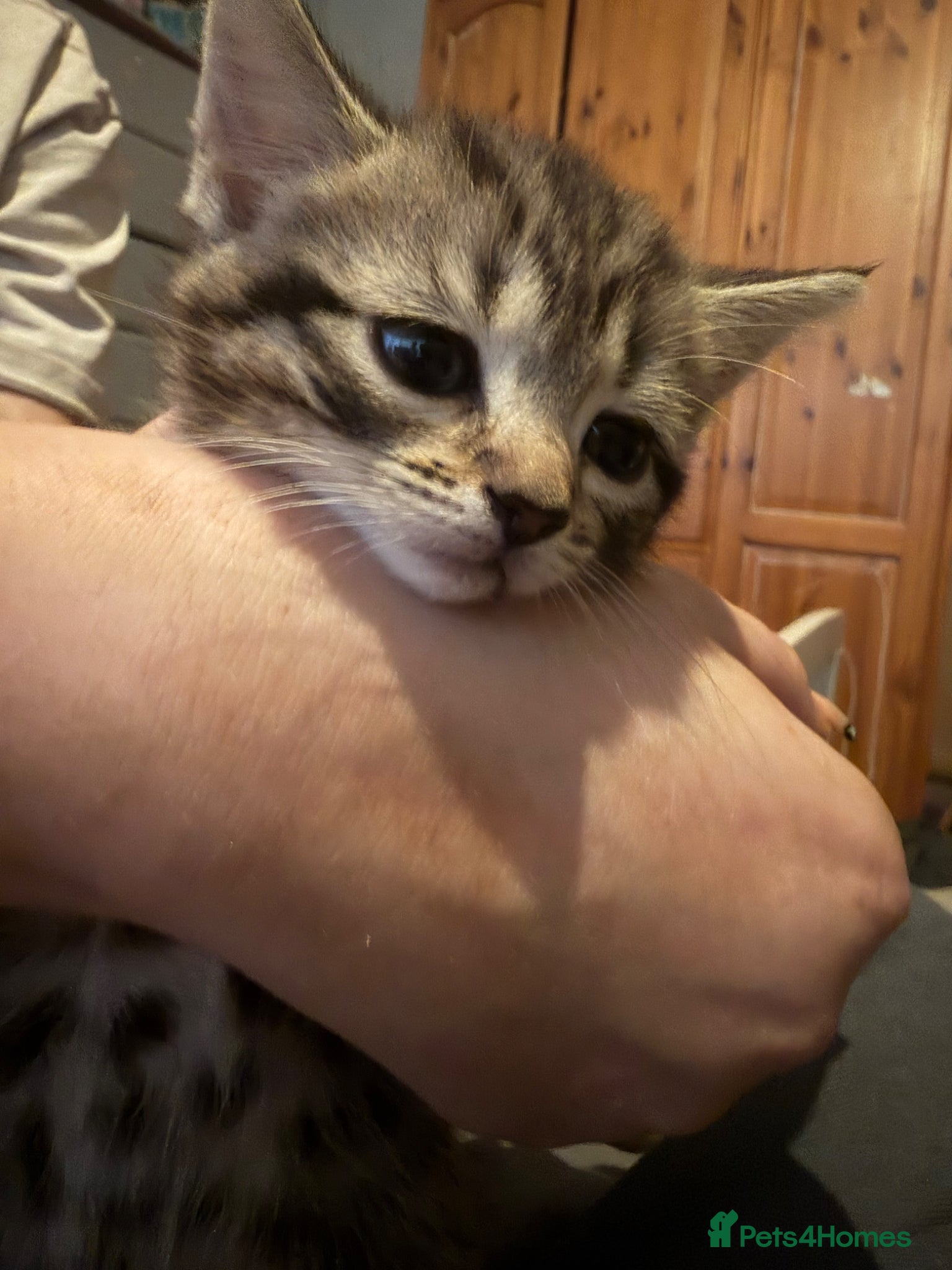 Mixed Breed Kitten 2